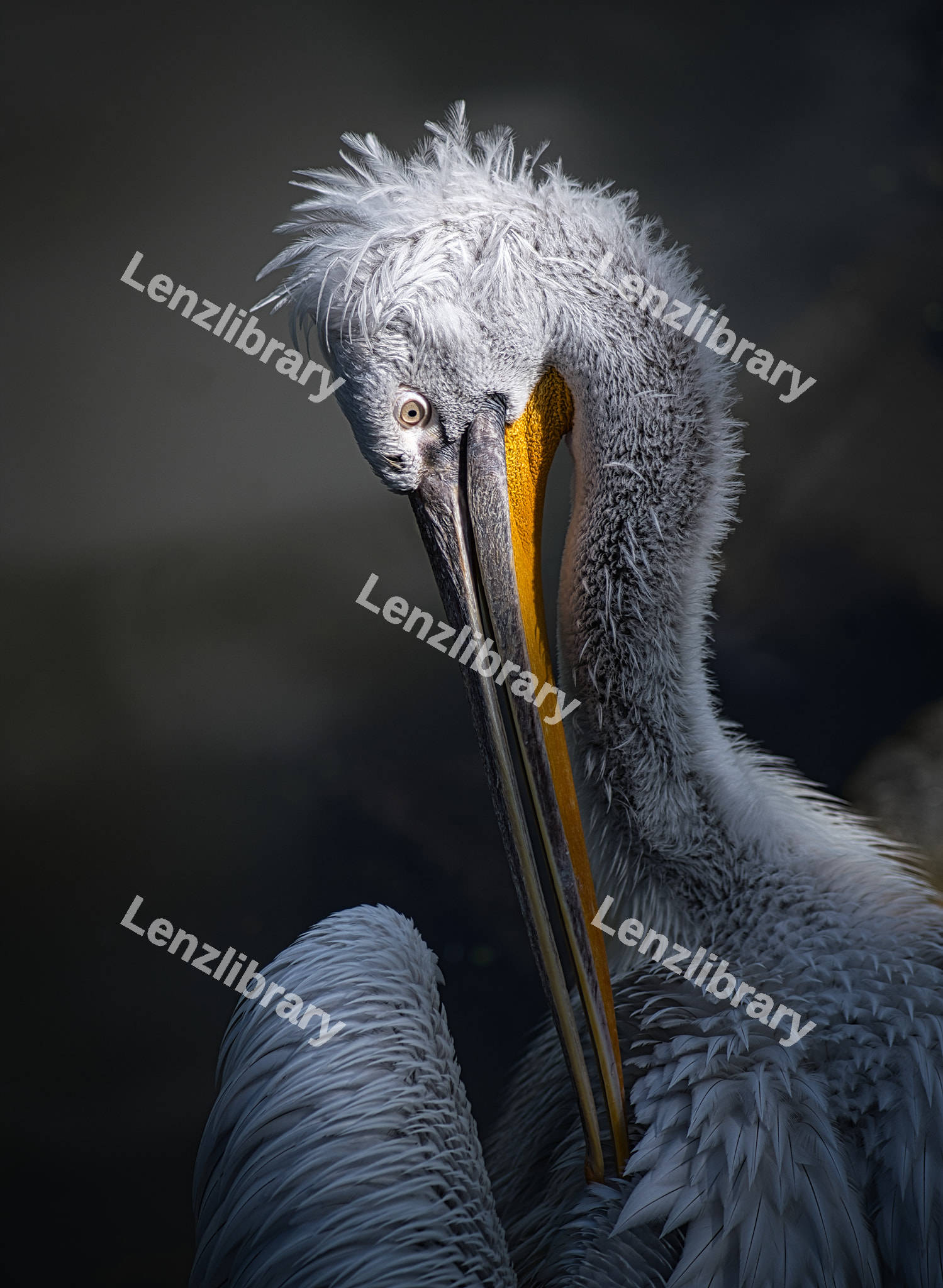 White Pelican